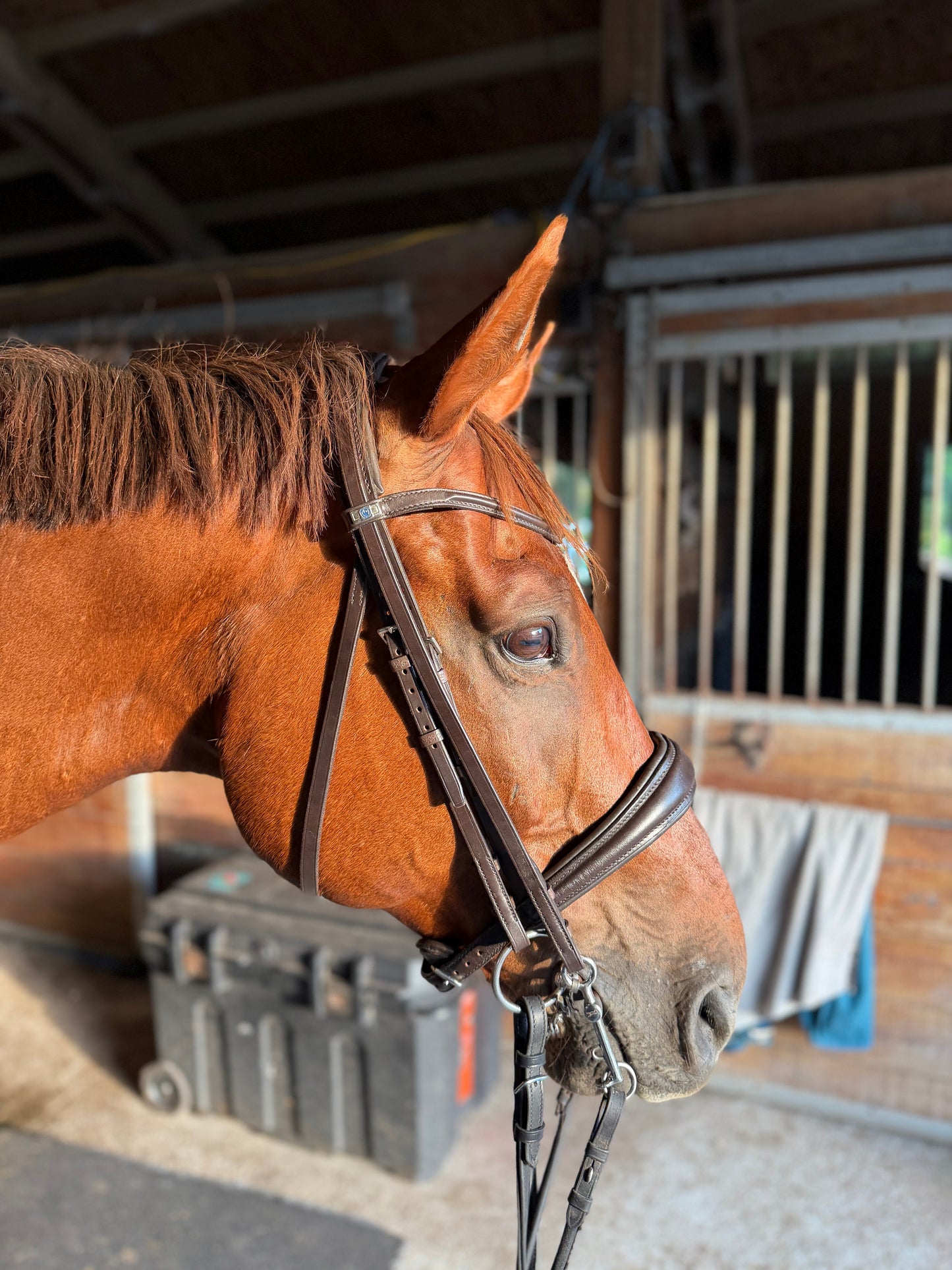 Stubben Switch/Clare 2 in 1 Snaffle Double Bridle Combo - New - Full Size - Ebony Dark Brown