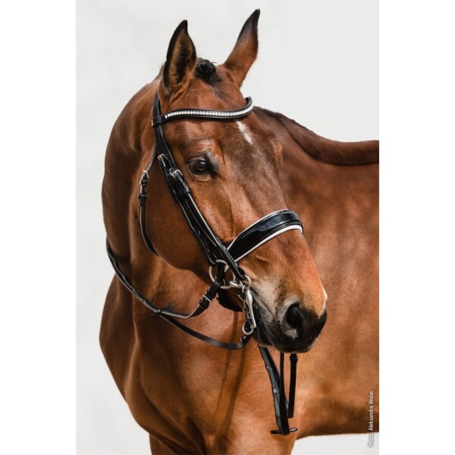 Schockemohle Venice Rolled Bridle - NEW