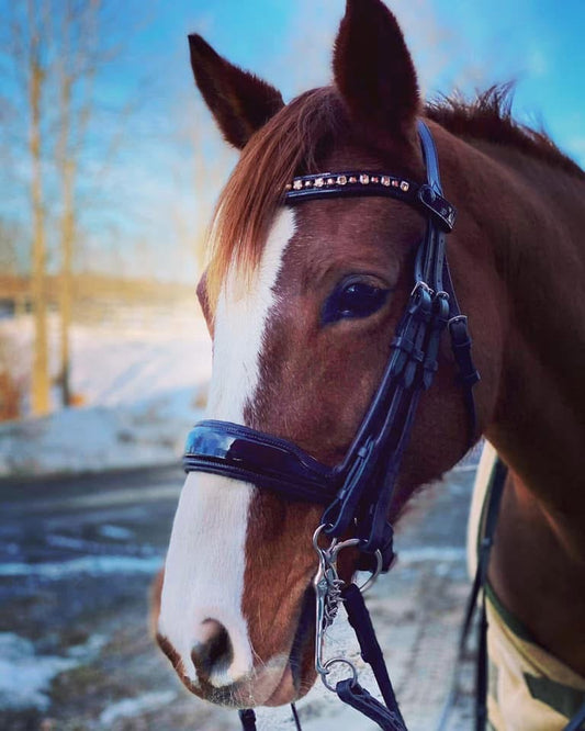 Halter Ego Brown Double Bridle with Reins