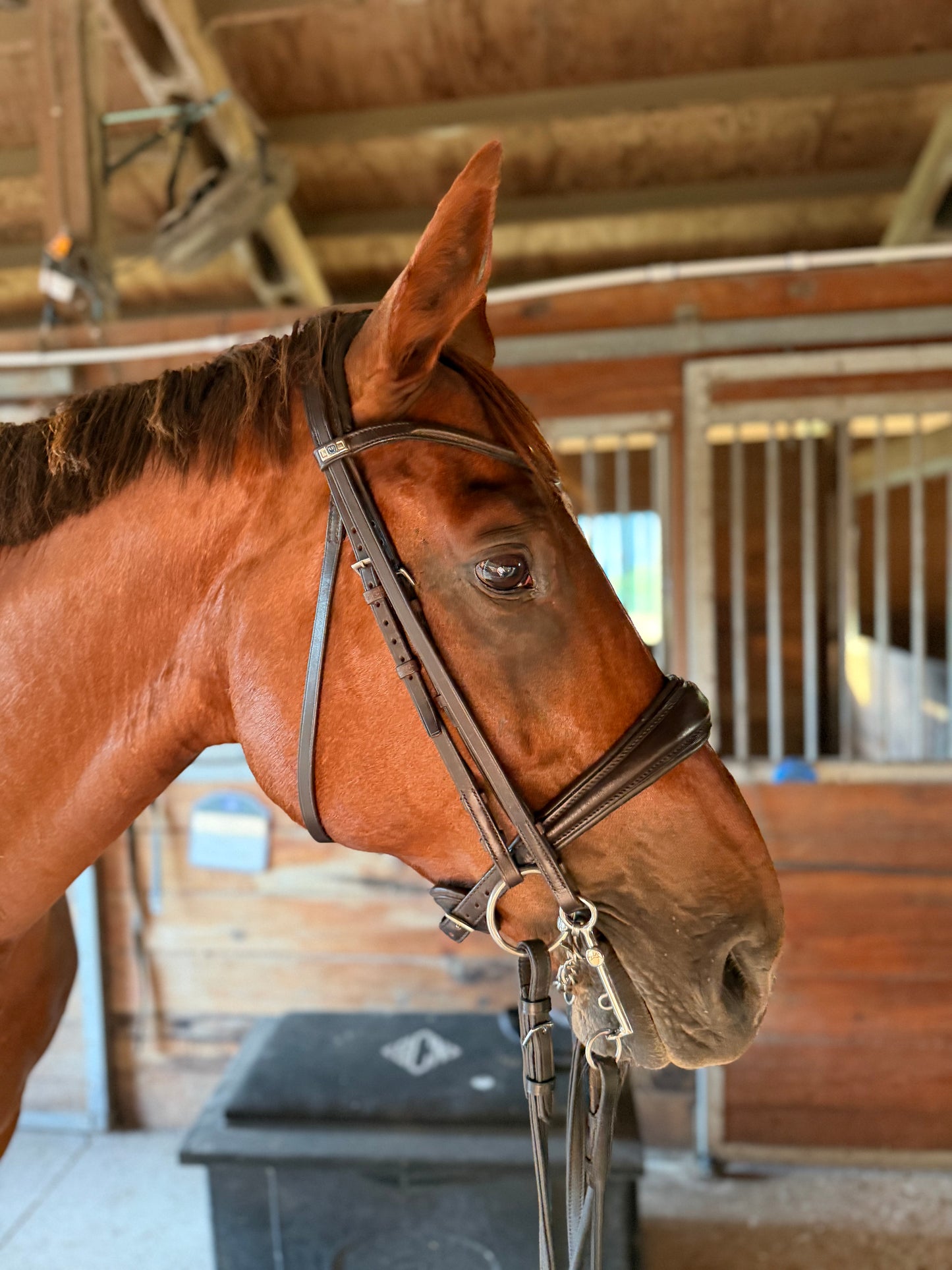 Stubben Switch/Clare 2 in 1 Snaffle Double Bridle Combo - New - Full Size - Ebony Dark Brown